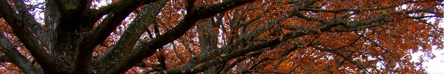 banner13_250